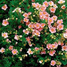 Лапчатка кустарниковая 'Лавли Пинк'