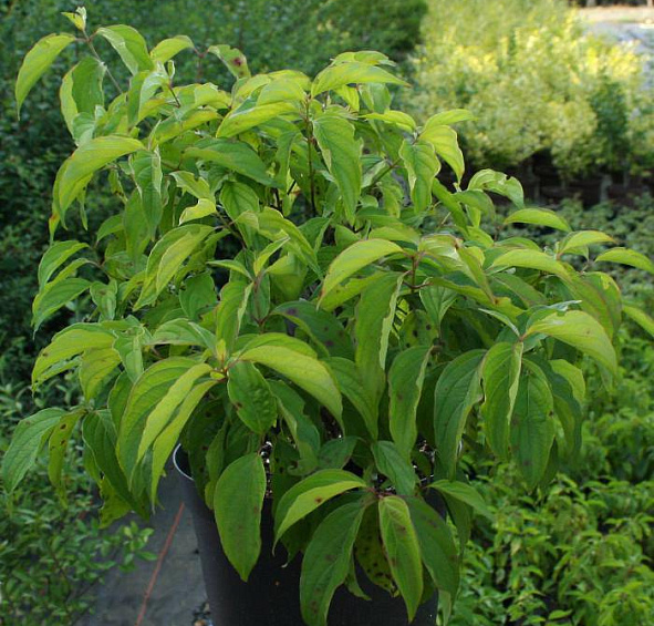 Дерен отпрысковый 'Келси'