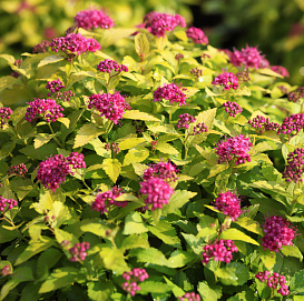 Спирея японская 'Канделайт'