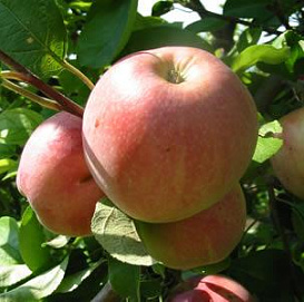 Яблоня домашняя 'Мельба' 