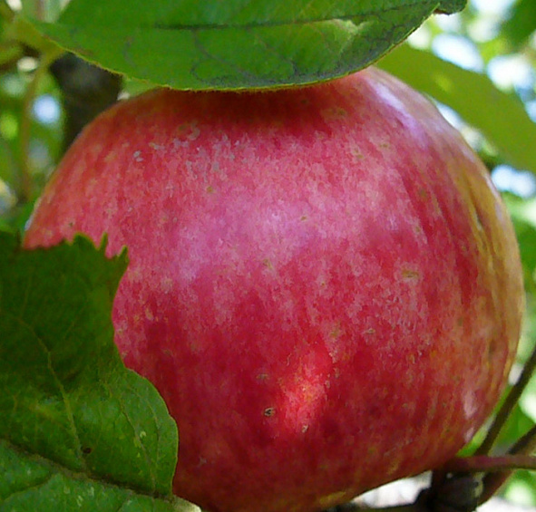 Яблоня домашняя 'Медуница'