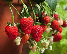 Земляника (клубника) 'Лоран'