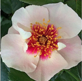 Роза 'Си Ю Ин Ред' (флорибунда) ( кремовая с розовым)