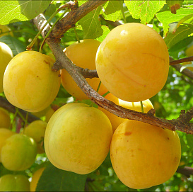 Слива 'Желтоплодная'