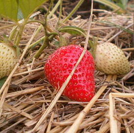 Земляника (клубника) 'Фурор' (ремонтантный)