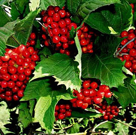 Калина плодовая 'Красная гроздь'