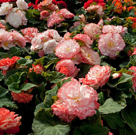 Бегония клубневая 'Нонстоп Роуз Пикотти' (светло-розовая с каймой)