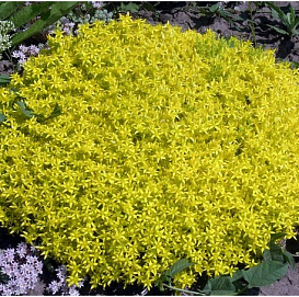 Седум едкий (Очиток)