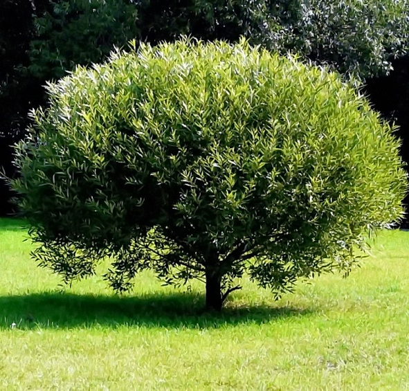 Ива ломкая