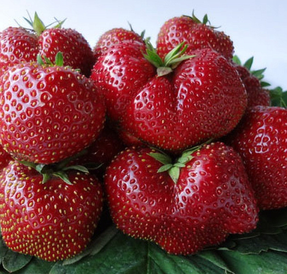 Земляника (клубника) 'Вима Тарда'