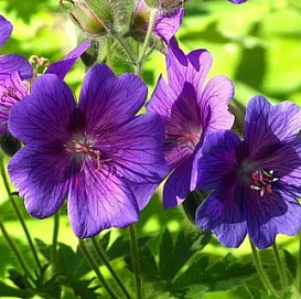 Герань гималайская 'Гравити' (синяя)