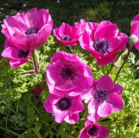 Анемона (Ветриница) гибридная