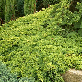 Можжевельник лежачий 'Нана'