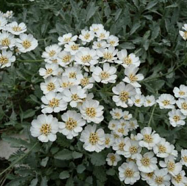 Тысячелистник птармика 'Нана Компакта'