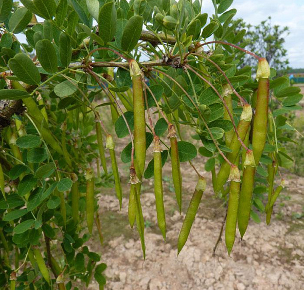 Акация древовидная 'Пендула'