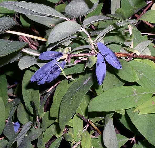 Жимолость съедобная 'Голубое веретено'