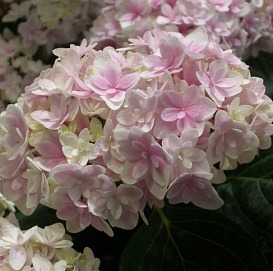 Гортензия крупнолистная 'Элегант Роза'