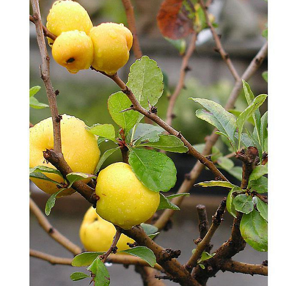 Айва японская