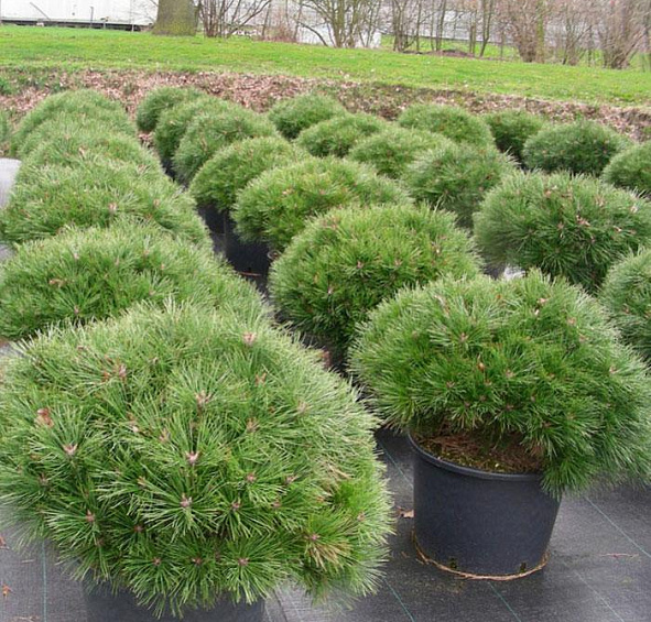 Сосна веймутова 'Радиата'