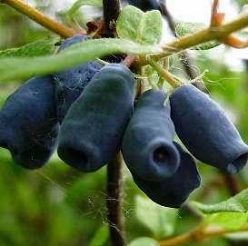 Жимолость съедобная 'Челябинка'