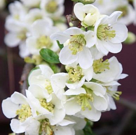 Айва прекрасная 'Нивалис'