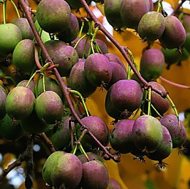 Актинидия Аргута 'Вейки' (жен)