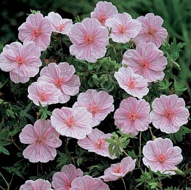 Герань кроваво-красная 'Стриатум'