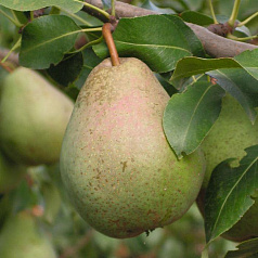 Груша 'Белорусская поздняя'