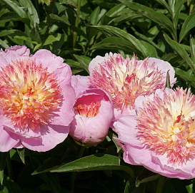 Пион молочноцветковый 'Жемчужная россыпь'