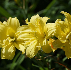 Лилейник гибридный 'Дабл Ривер Вай'