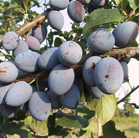 Слива 'Синичка'