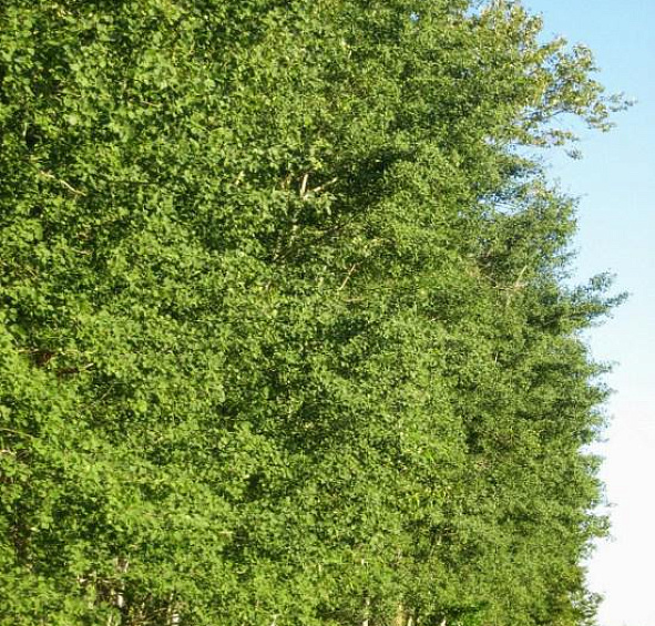 Тополь бальзамический