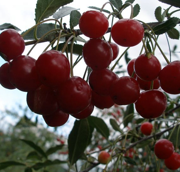 Вишня обыкновенная 'Изобильная'