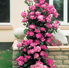 Роза 'Хендель' (плетистая)(розовая)