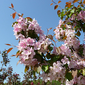 Яблоня декоративная 'Профьюжн'