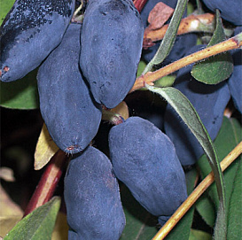 Жимолость съедобная 'Фиалка'