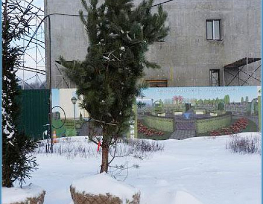 Фотоальбом Хвойные деревья с комом для зимней посадки. Ель, сосна. Фотография 15