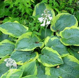 Хоста гибридная (вздутая, волнистая) 'Мэпл Лиф'