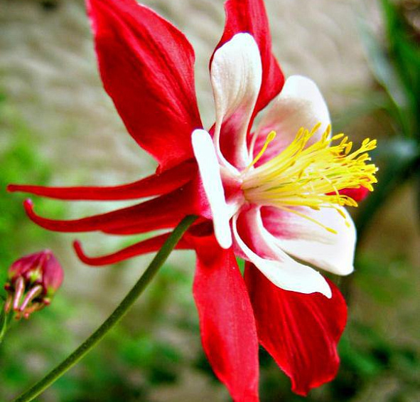 Аквилегия гибридная (водосбор) 'Кримсон Стар'