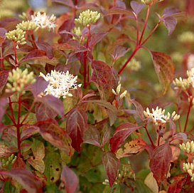 Дерен кроваво-красный 'Мидвинтер Файер'
