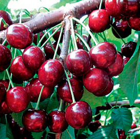 Черешня 'Народная Сюбаровой'