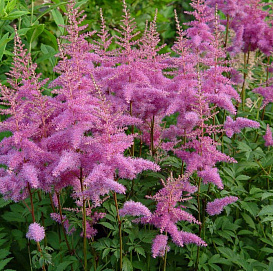 Астильба Арендса 'Аметист'