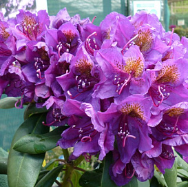 Рододендрон гибридный 'Марсель Менард' (фиолетовый)