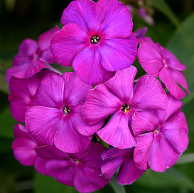 Флокс метельчатый 'Виктория'