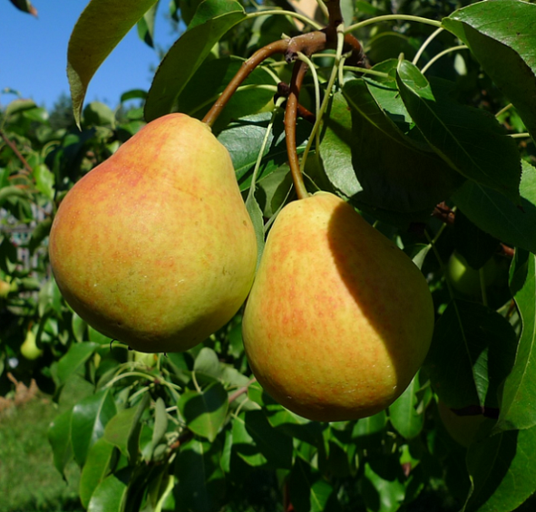 Груша 'Кафедральная'