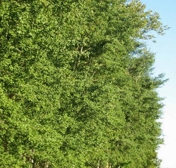 Тополь бальзамический