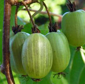 Актинидия Коломикта 'Ароматная' (жен.)