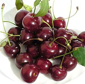 Вишня обыкновенная 'Виктория'