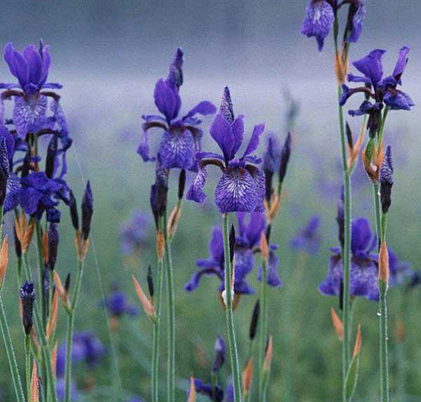 Ирис сибирский 'Блю Кинг'