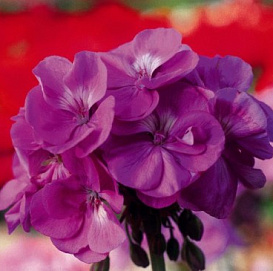 Пеларгония плющелистная 'Блу Вондер' (фиолетовая)
